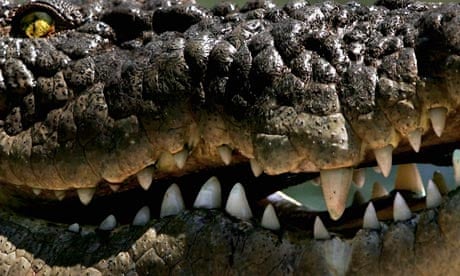 Saltwater crocodile named world's most aggressive | Wildlife | The Guardian