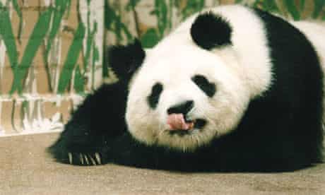 Chinese panda Ming Ming during her stay at London Zoo in the 1990's