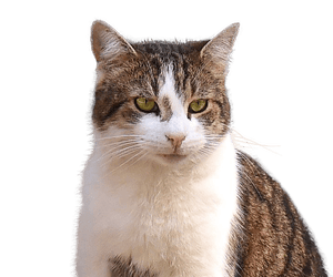 Prime Ministers May Come And Go But I Ll Always Be Top Dog At No 10 Larry The Cat Opinion The Guardian