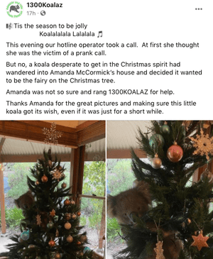 Family In South Australia Find Live Koala In Their Christmas Tree Environment The Guardian Family In South Australia Find Live Koala In Their Christmas Tree Environment The Guardian
