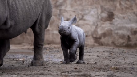 Chester Zoo’s baby rhino.