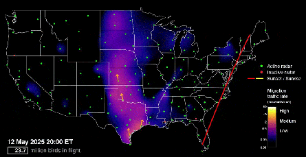 Map of US nocturnal bird migration