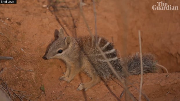 Baby numbats spotted at two wildlife sanctuaries in hopeful sign for one of Australia’s rarest marsupials Baby numbats spotted at two wildlife sanctuaries in hopeful sign for one of Australia’s rarest marsupials