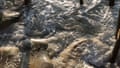 Waves crash into sandbags that stretch along a section of the beach in Buxton, NC.