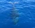 Pirouetting and gaping: mysterious whale behaviour documented as humpback migration begins
