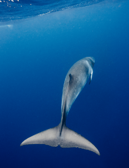 Animation of marine life