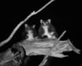 Two greater gliders launch from a tree