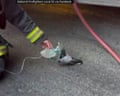 Firefighters administer oxygen to pigeon aft fume inhalation - loop