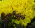 Slime mould appears to consume a living ant
