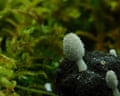 Timelapse of fungi