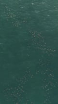 Thousands of migrating stingrays spotted off New York coast