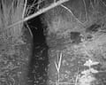 Beaver kit seen in Norfolk