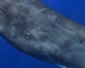 Sperm whales in Dominica change their codas when ships are near