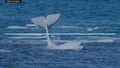 Audio recording of beluga whales communicating within their herd