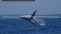 Humpback whales singing in the waters of French Polynesia