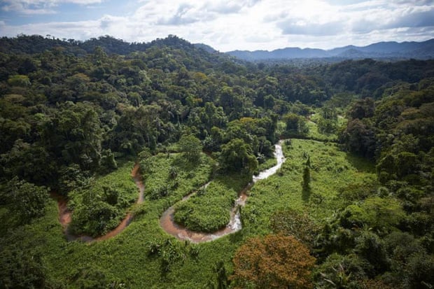 The dense jungle of Honduras. Photograph: Dave Yoder/National Geographic