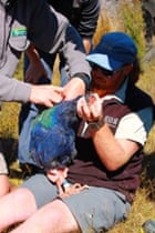 Conservationists turn tiny New Zealand island into bold wildlife experiment dfad16ac 43ce 4976 b130 828eb3d6d1d0