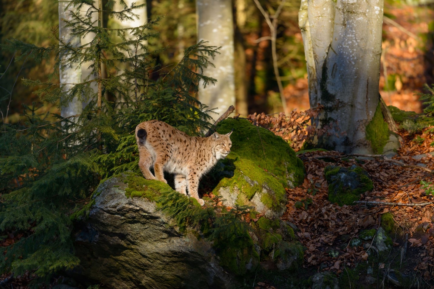 A Eurasian lynx (Lynx lynx) in Bavarian Forest National Park, Germany ...