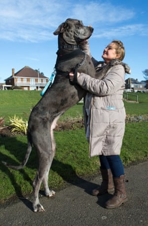 freddy, britains biggest dog in pictures