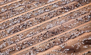 Industrial livestock production in Brazil