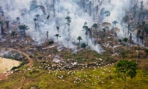 Cows graze next to burning Amazon