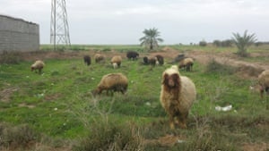 Shadegan, Iran