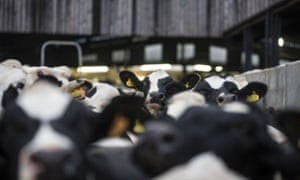 Dairy Farm in England