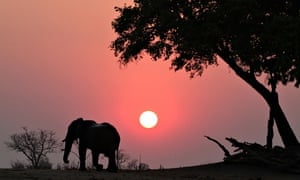 تراجع أعداد السياح في شرق وجنوب أفريقيا يهدد الحياة البرية