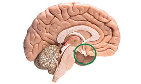 mapping the body: pituitary gland