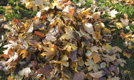 a pile of golden autumn leaves