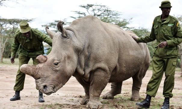 At home with the world's last male northern white rhinoceros | Focusing ...