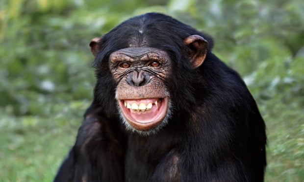 A-chimpanzee-baring-its-t-010.jpg