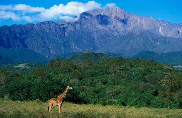 A giraffe on the foothills of Mount Meru, Arusha national park.