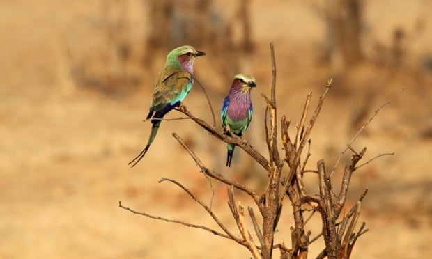 Lilac-breasted rollers, Hwange national park, Zimbabwe