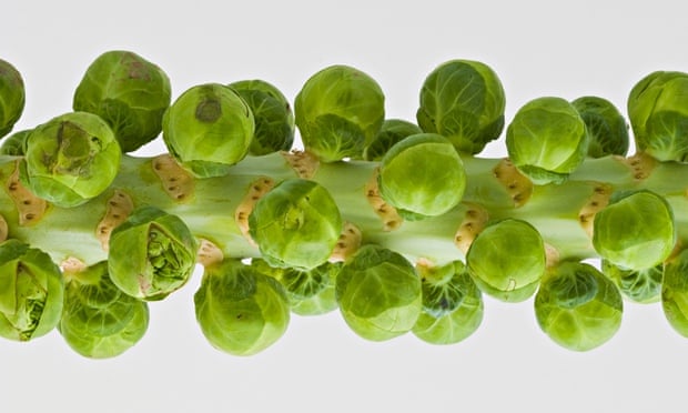 http://i.guim.co.uk/static/w-620/h--/q-95/sys-images/Guardian/Pix/pictures/2014/11/7/1415381075915/Brussels-sprouts-on-the-s-012.jpg