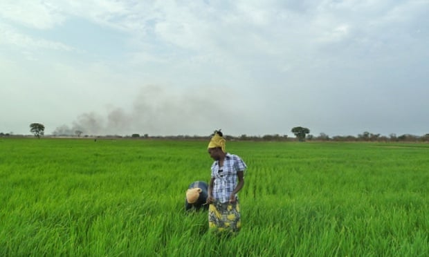Rice paddy Gambella, Ethiopia