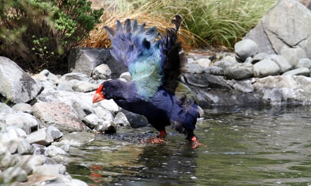 Conservationists turn tiny New Zealand island into bold wildlife experiment e29a7348 9bbe 4d9e a54c 81dfd7667d5b