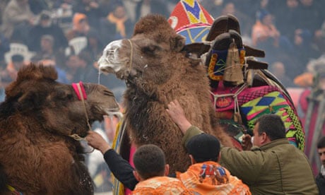 Camels-battle-in-five-min-007.jpg