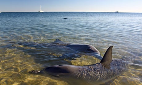 Dolphins, Monkey Mia, Shark Bay, Western Australia