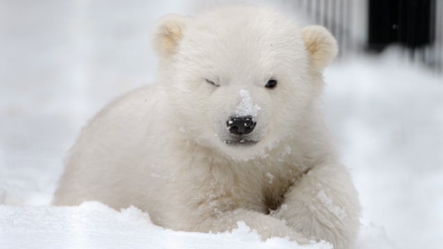 polar bear cub orphan plays at alaska zoo - video