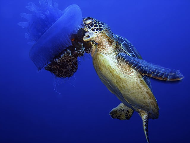 Are Sea Turtles Primary Consumers 