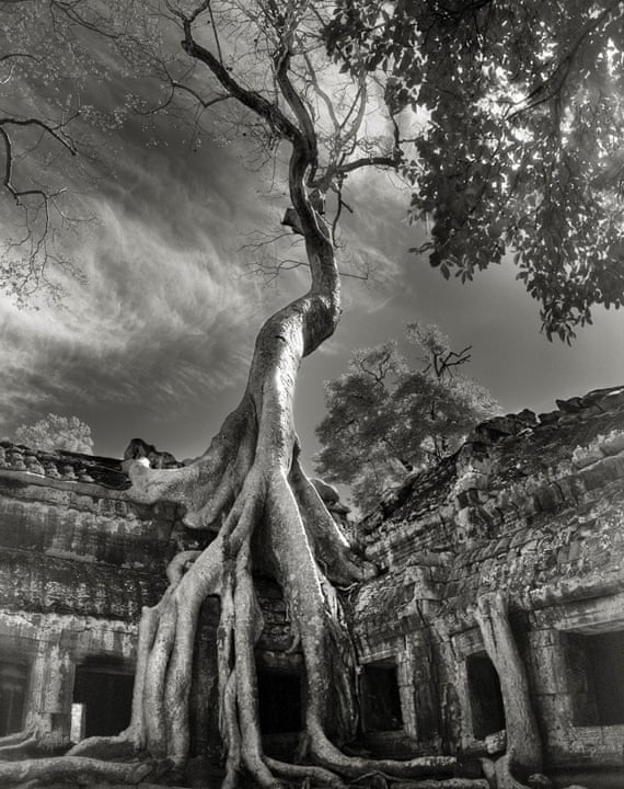 straf zegevierend garen De oudste bomen op aarde vereeuwigd in surrealistische zwart-wit foto's