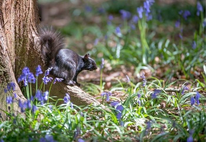 http://i.guim.co.uk/static/w-700/h--/q-95/sys-images/Guardian/Pix/pictures/2015/5/7/1431018886884/7e0159cd-8ac3-4c81-9689-13fbe0021f84-1020x703.jpeg