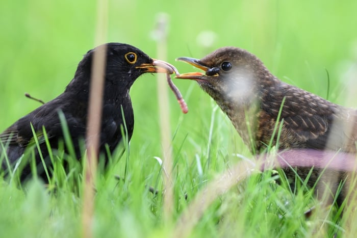 http://i.guim.co.uk/static/w-700/h--/q-95/sys-images/Guardian/Pix/pictures/2015/5/7/1431018936137/054a7848-f872-4198-9181-bc050aec6e1b-1020x680.jpeg